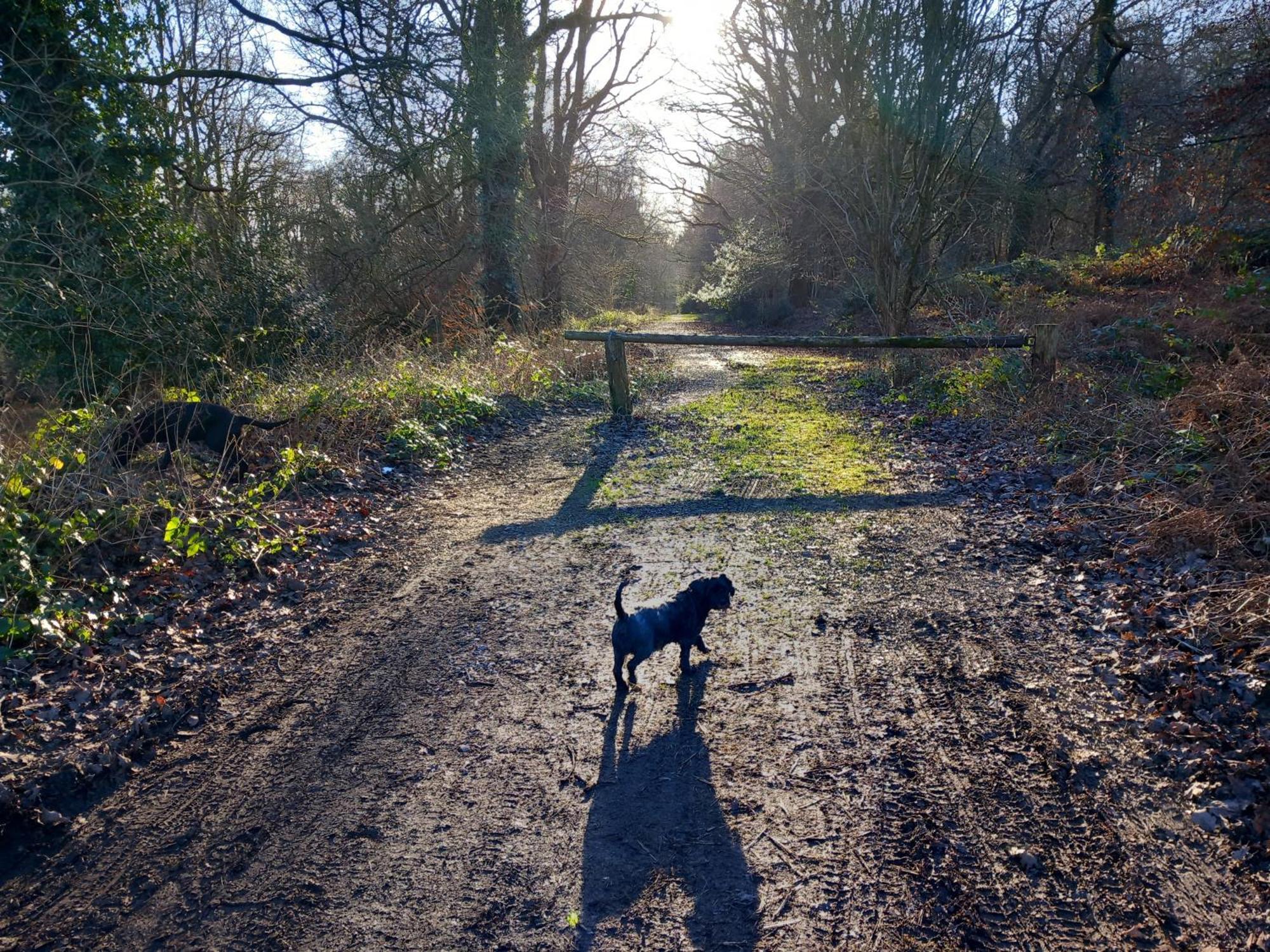 The Bungalow, Forest Of Dean コールフォード エクステリア 写真