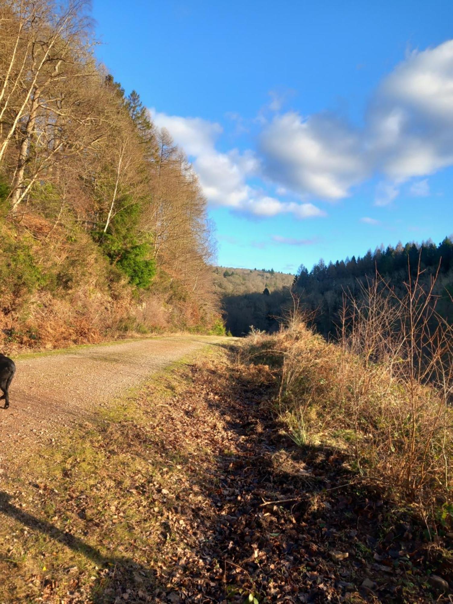 The Bungalow, Forest Of Dean コールフォード エクステリア 写真