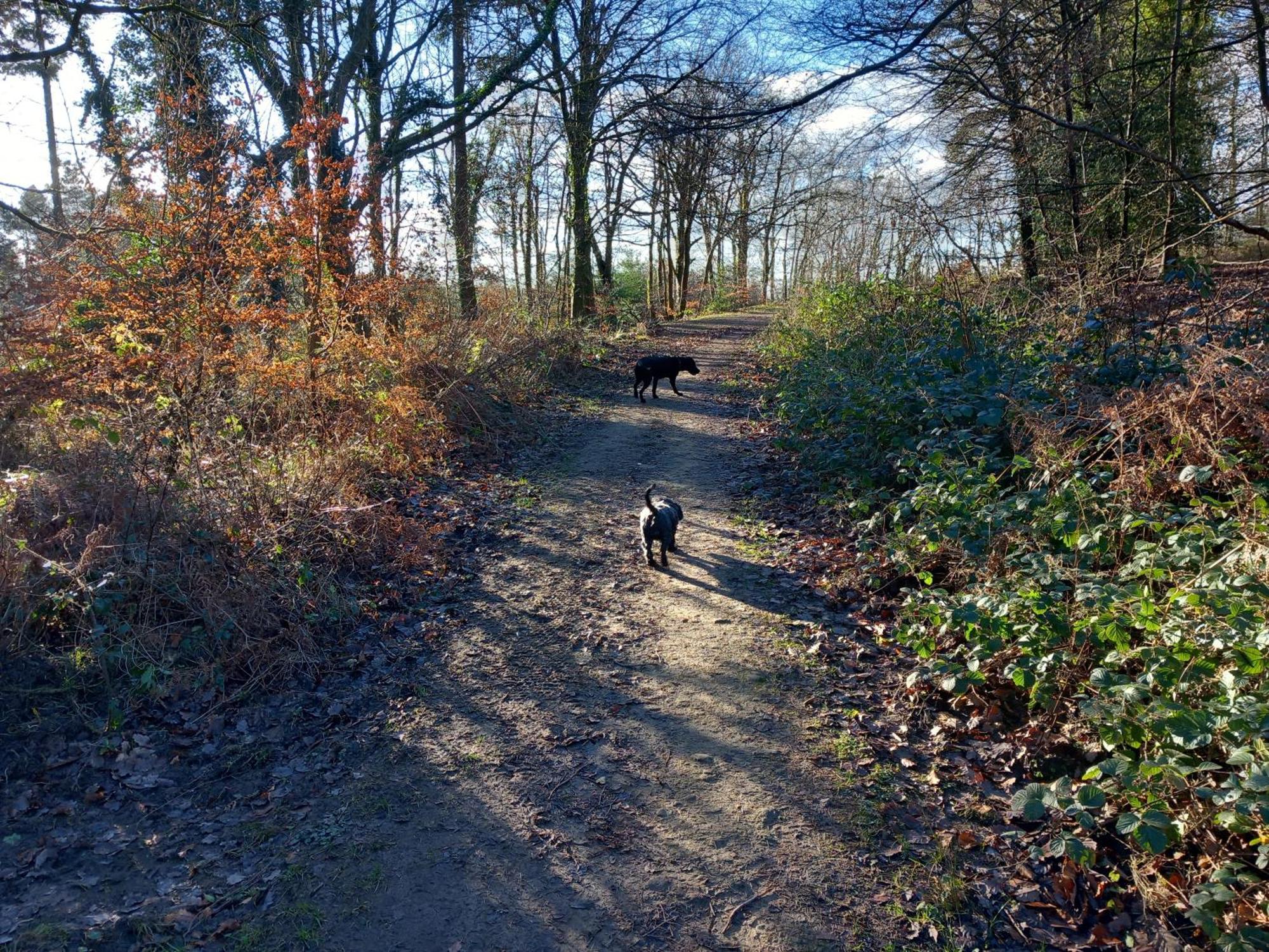 The Bungalow, Forest Of Dean コールフォード エクステリア 写真