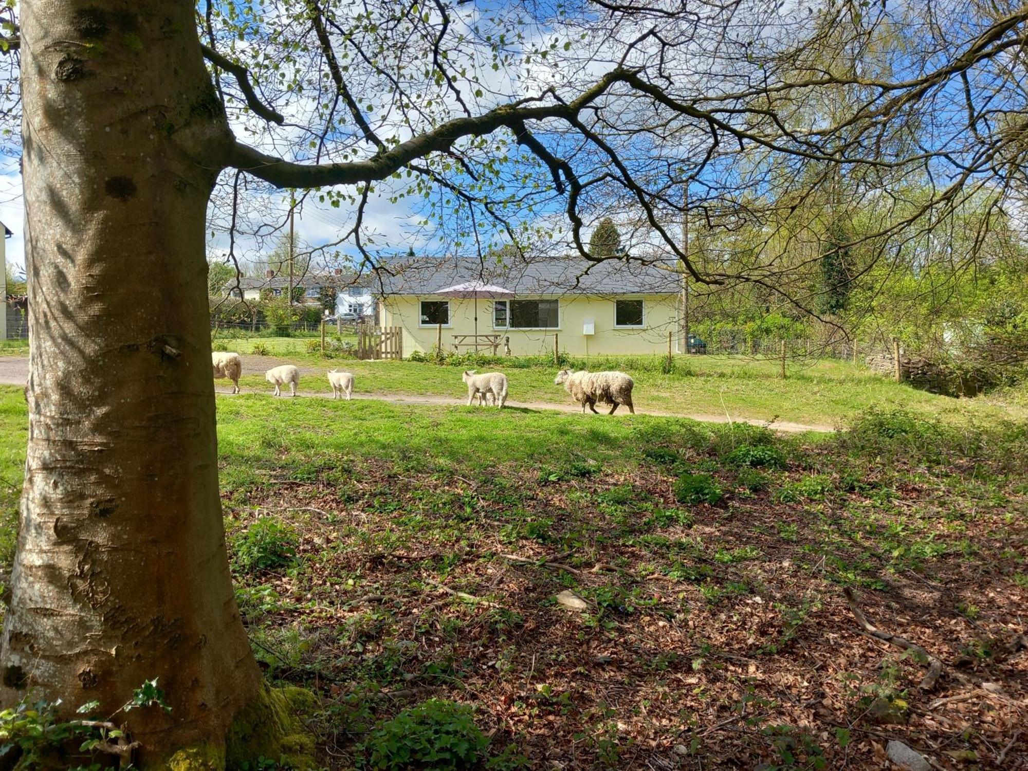 The Bungalow, Forest Of Dean コールフォード エクステリア 写真
