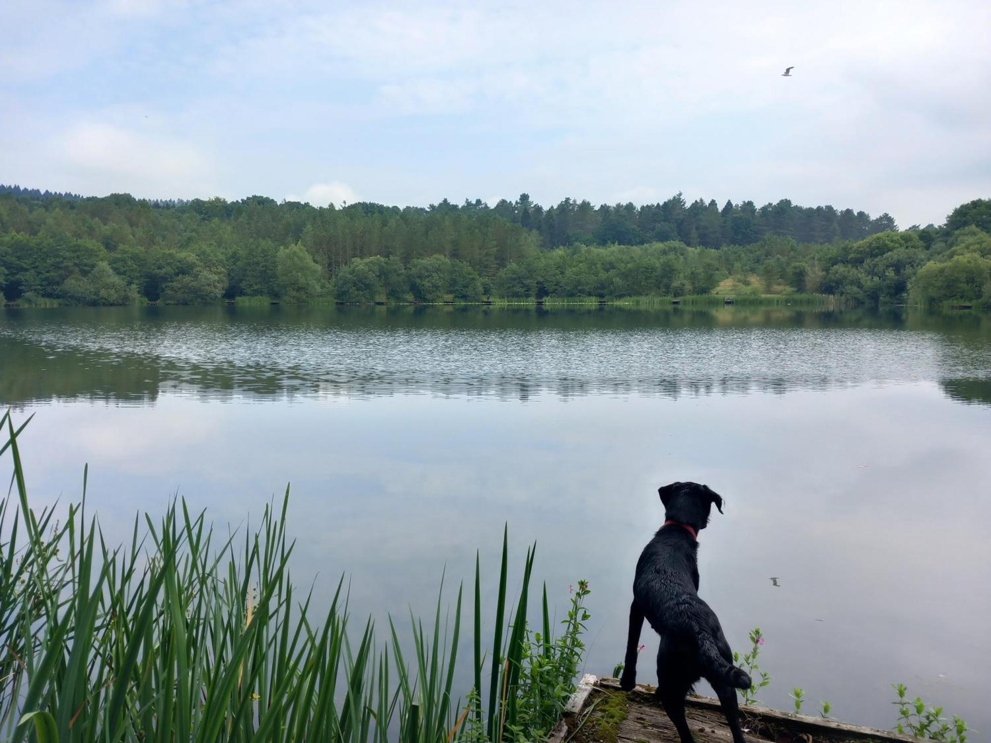 The Bungalow, Forest Of Dean コールフォード エクステリア 写真