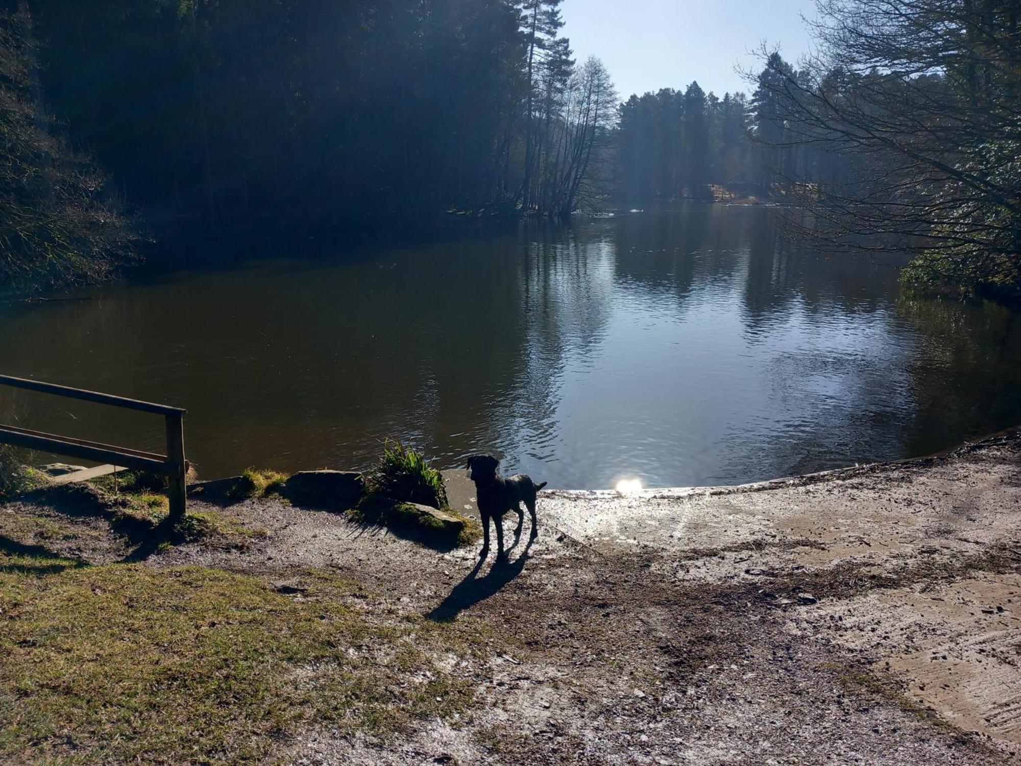 The Bungalow, Forest Of Dean コールフォード エクステリア 写真